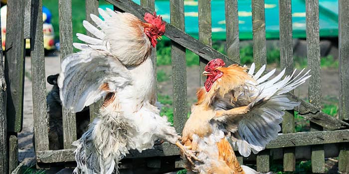 การชุมนุมการประลองไก่บ้านบนพื้นดินของสหรัฐอเมริกา